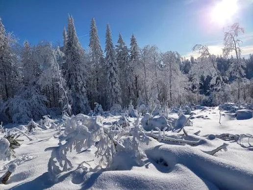 Snow-covered winter landscape with spruce trees in the Bavarian Forest