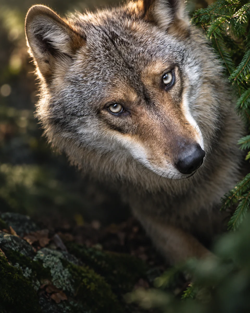 Wolfskopf im Wald, Nationalpark Bayerischer Wald